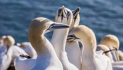 保利斯塔赛季开局表现稳健，圣保罗保利斯塔大道