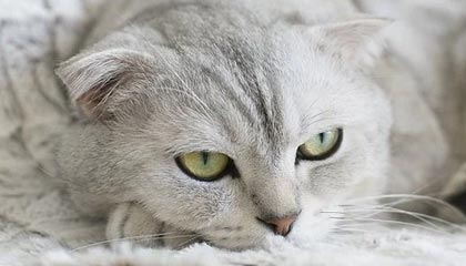 保利斯塔赛季开局表现稳健，圣保罗保利斯塔大道