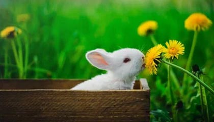 保利斯塔赛季开局表现稳健，圣保罗保利斯塔大道